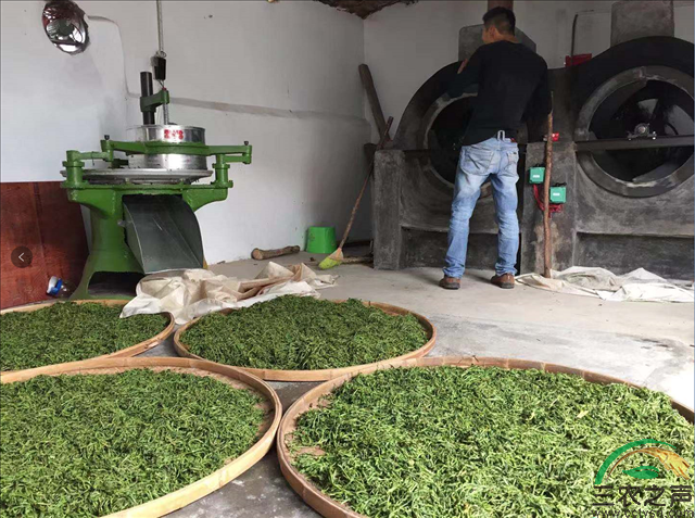 广东揭西良田刘省城：一个种茶能手的致富路
