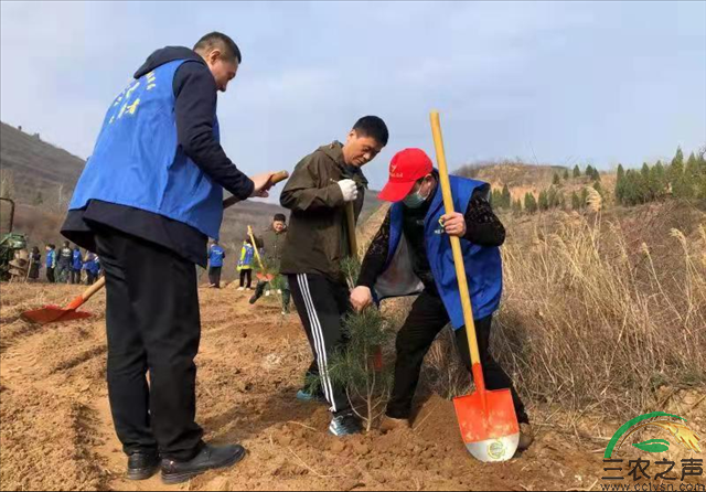 河南三门峡湖滨区：植树绿化正当时 刘家山上披绿装