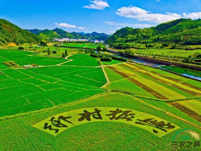 农村电商大有可为！阿里巴巴乡村振兴特派员对话全国人大代表