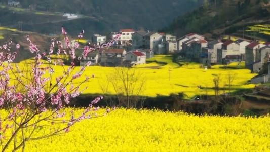 2021年我国粮食政策和行情大方向