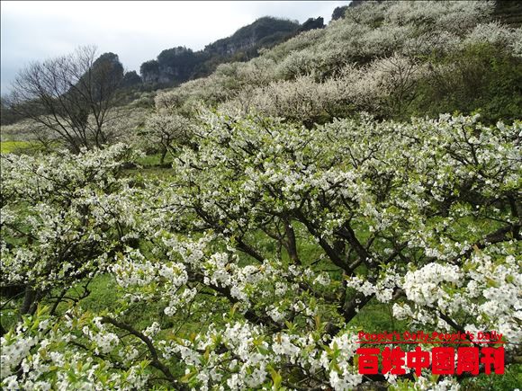 贵州黄平：千亩李花绽放成为游客的打卡地