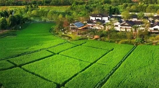 振兴乡村大旗谁来抗，未来农业谁去做？有种力量叫四“有”新农人