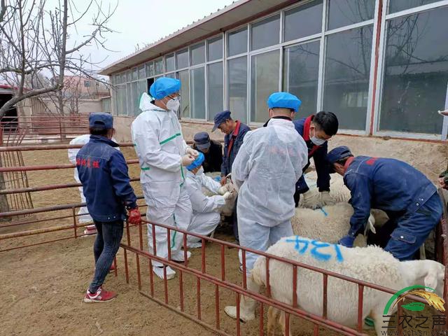中国基层兽医构筑动物疫病防控“前哨”
