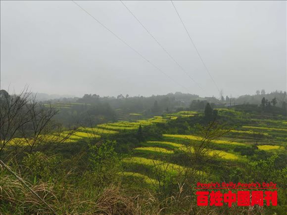 湖南芷江古冲村发现“梯田花海”