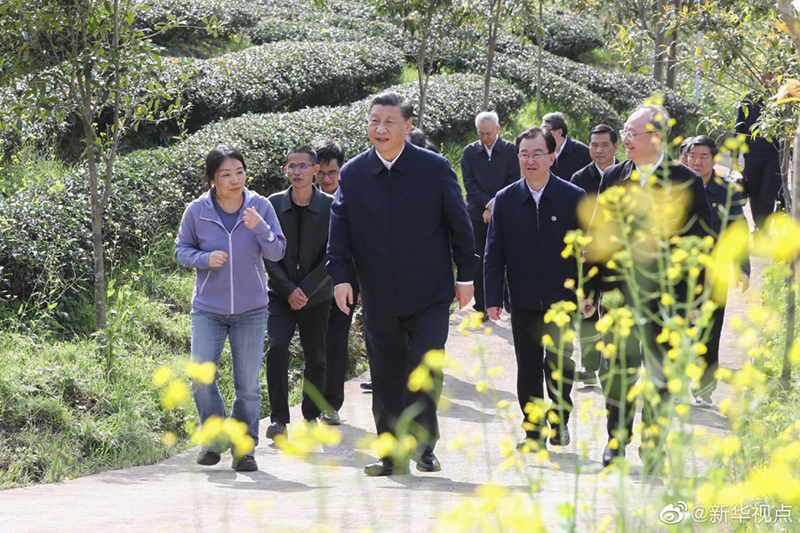 习近平察看武夷山春茶的长势：把茶文化、茶产业、茶科技这篇文章做好