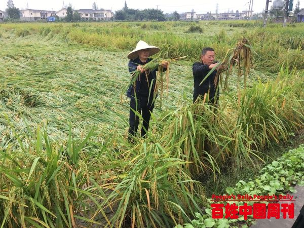 三农之声新视觉：农业保险是农业农村现代化的重要力量