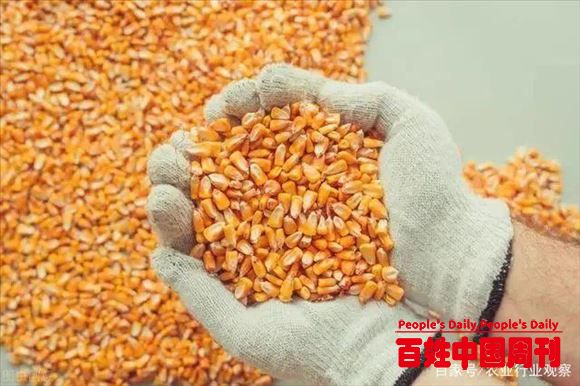 养殖行业变革在即，'饲料替代'政策出台，却引发行业新思考