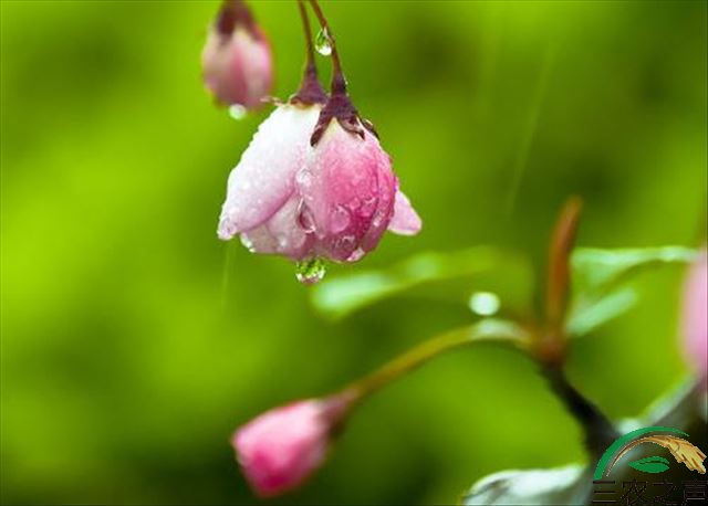 德孝中华周刊推荐：春雨中的随想