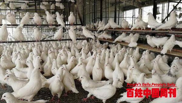 这种鸟曾被海外“卡脖子”上海团队为新疆培育成功还卖出“天价”