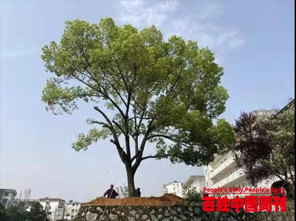 江西宜春：党员突击队之树木移植篇
