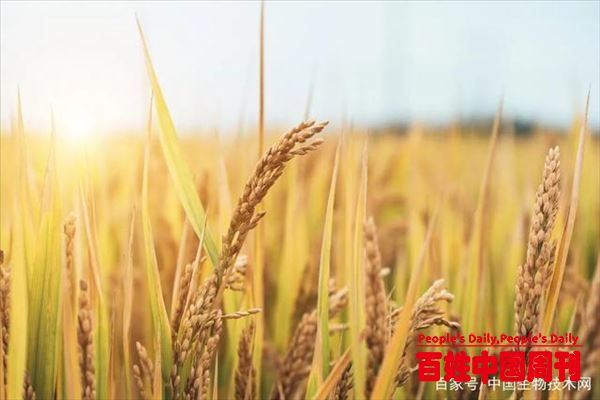 新品种预计每亩增产100公斤！分子设计育种让水稻高产又优质