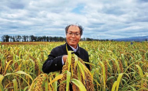 谷子专家赵治海：支持谷子饲用转化，助力国家粮食安全