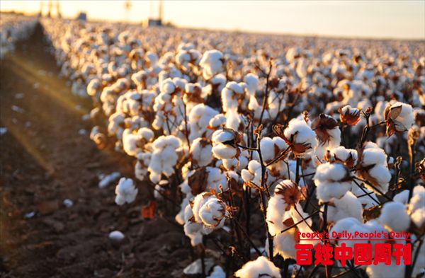 新疆棉花遭抵制：一场意在绞杀中国棉纺产业的政治博弈？