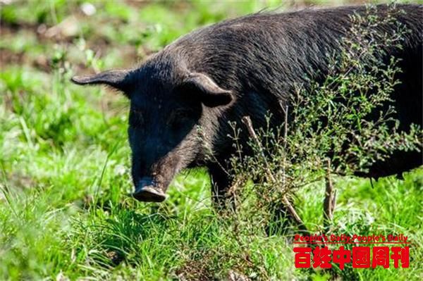 中国865亿的市场，90%却靠海外进口，舌尖上的难题终于被攻