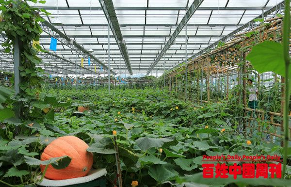 七星关区：搭建蔬菜产供销体系 促进农业增效农民增收