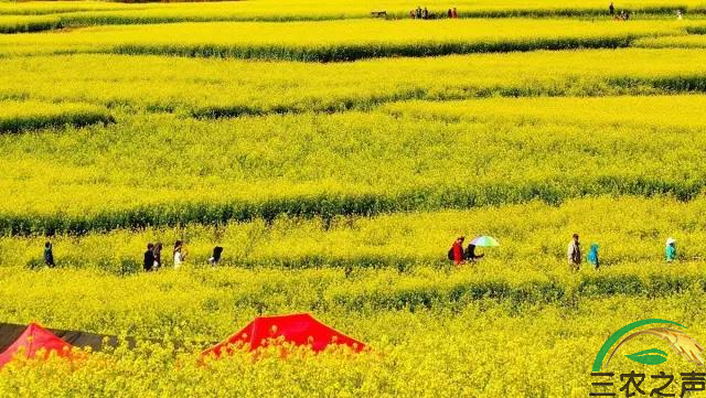 河南省邓州市油菜花香里的乡村振兴