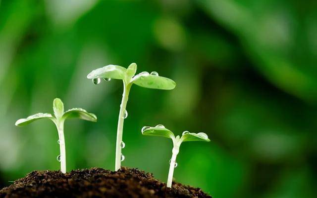 关注种业创新：做强中国种业，先要支持企业强筋壮骨