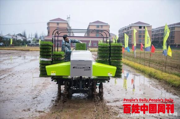 双季稻面积一度跌至40年最低，南方一些稻田20年来首次种