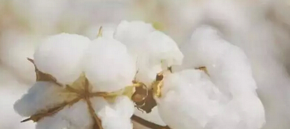 为什么是“新疆棉花”？一朵棉花背后的中国优势产业“成人礼”