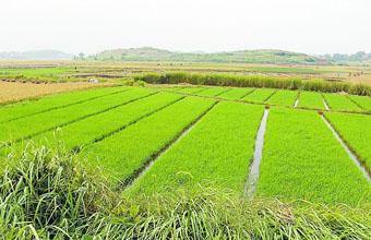 人民日报:坚决制止耕地“非农化”行为