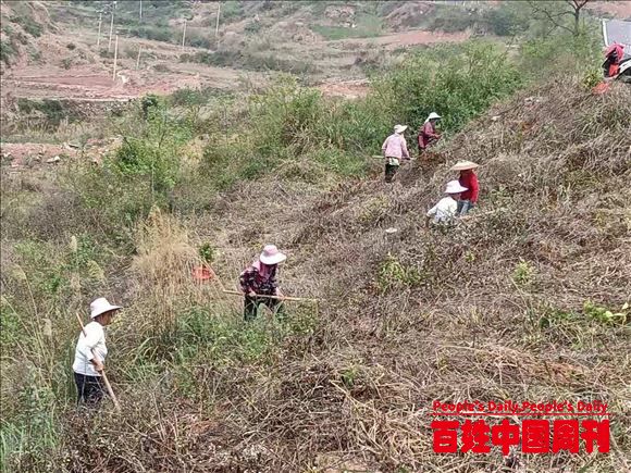 贵州黄平：旧州镇千亩油茶种植忙