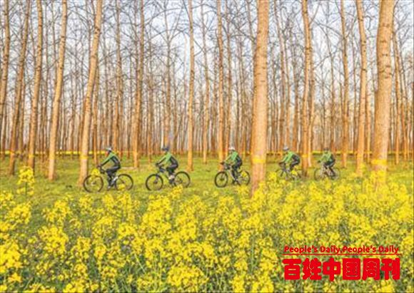 人民日报：人工林，为大地添绿