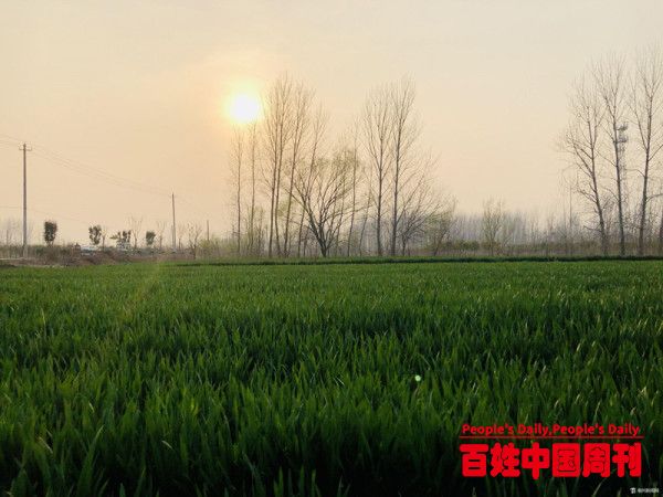 小麦赤霉病即将“来袭” 农技人员提醒防治
