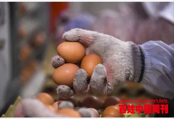起起伏伏，蛋价何时迎来转机？