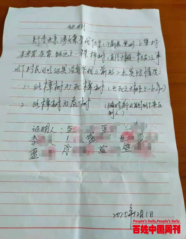 林业站站长砍4棵枯死樟树被起诉，村民：不砍随时可能砸人