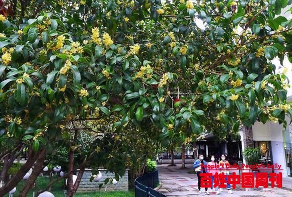 20年前是“爆款”，千元1棵农民纷纷种植今长成大树却没人收购
