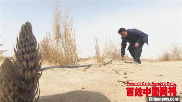 以生态产业养生态工程 新疆且末6.5万亩肉苁蓉喜获丰收