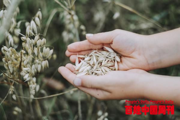 打响种业保卫战：种子的“卡脖子”难关怎么过？