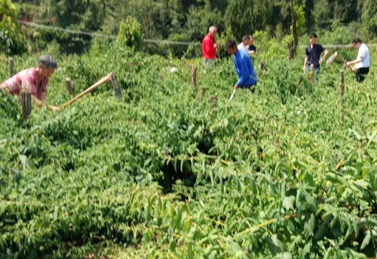 四川省南江县公山镇：卫星村走向产业致富路