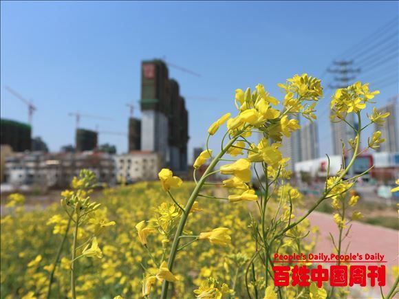 安徽亳州谯城区：油菜花开正当时，不负春光不负己