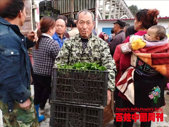 贵州黄平：800亩辣椒种植忙