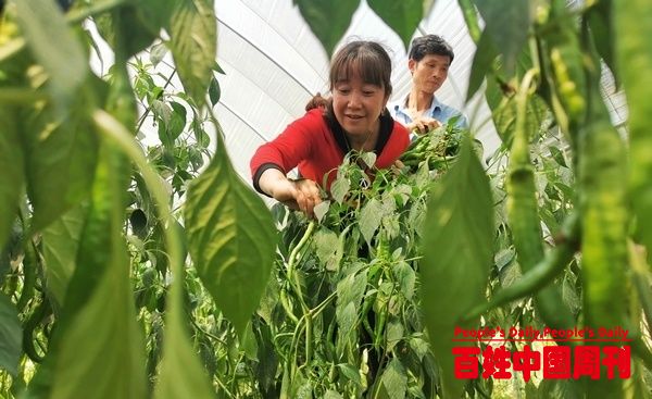 兴义返乡创业妇女邓泽珊：大棚种蔬菜种植有“钱”途