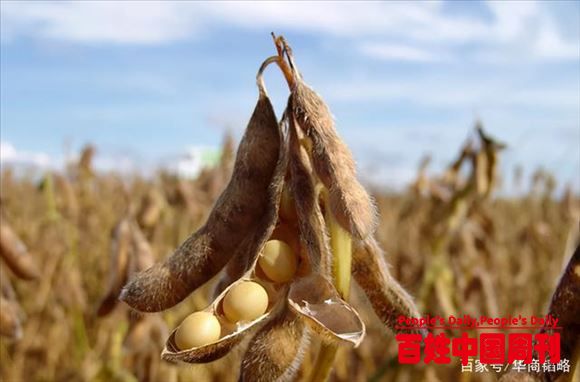 洗刷大豆溃败之辱！中企智取农业芯片，欧美垄断全球农业或终结