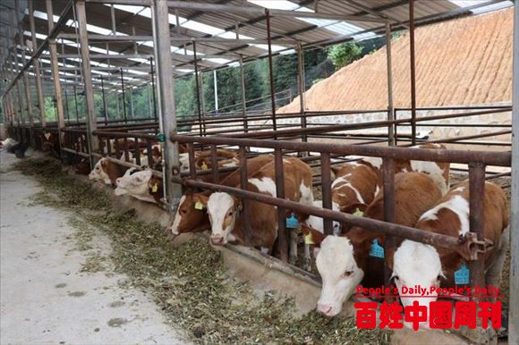农业农村部鼓励发展肉牛产业，我们可以学习美国，做强养牛产业