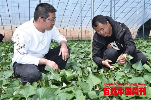 大区经理转行“新农民” 打造致富“甜蜜”产业链