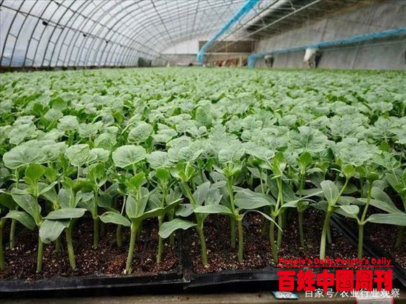 技术落后于国外！但政策支持，中国蔬菜育苗一定是个机会