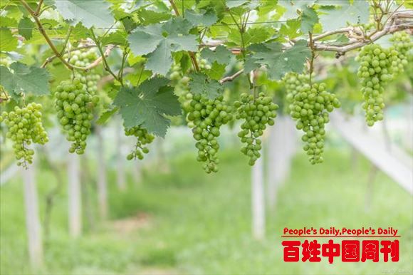 乡村旅游成为新时尚？这3类休闲农业需求或将增长，村民早准备