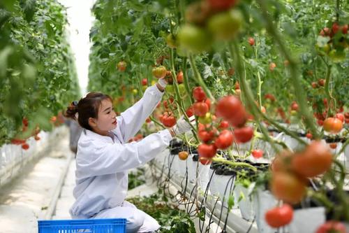 2021年高素质农民培育工作怎么做？农业农村部印发《通知》