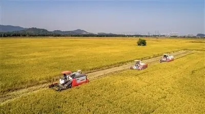 金羊网评：用好人才工作“笔” 绘就乡村振兴“画”