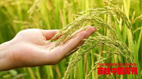 高产水稻产量高，农民为什么不种，只种常规水稻？谁在种高产水稻