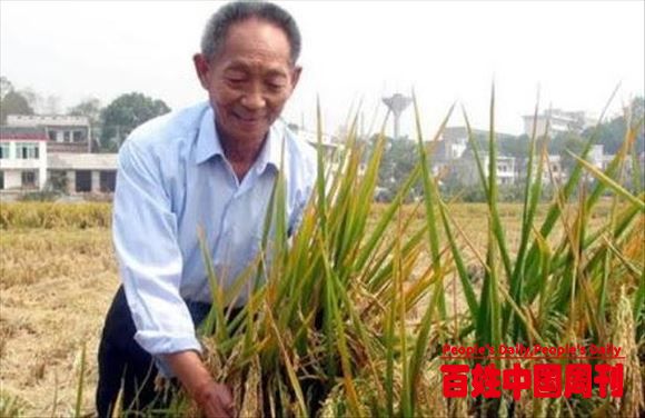 粮食背后的霸权！美国借粮食掌控世界，中国用一株水稻改变国运