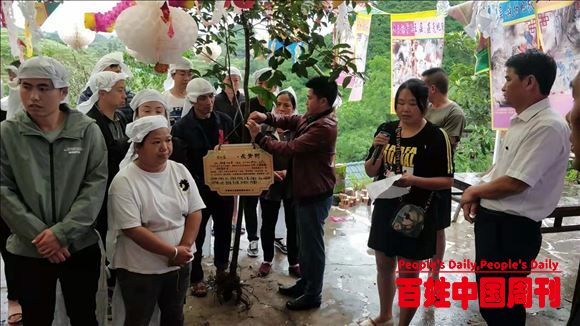 芷江古冲村一名“火化”和一名“非火化”已故村民均选择侗族树葬