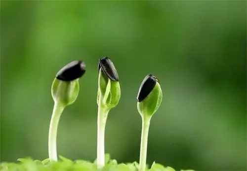 修改《种子法》座谈会在京召开关注种业改革带来的投资机遇