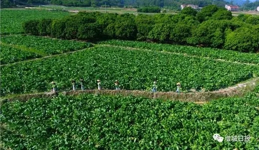 中央财政明确支持粮食生产一揽子政策，确保种粮农民收益