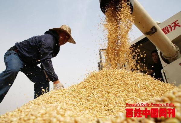 “齐”心“鲁”力|“鲁南粮仓”喜开镰