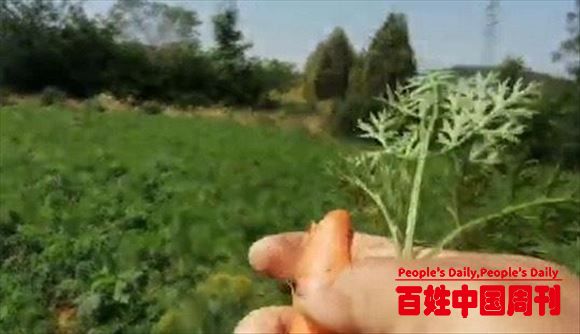 生态种植胡萝卜，保护环境还健康！文明驿站故事：生态农业是趋势